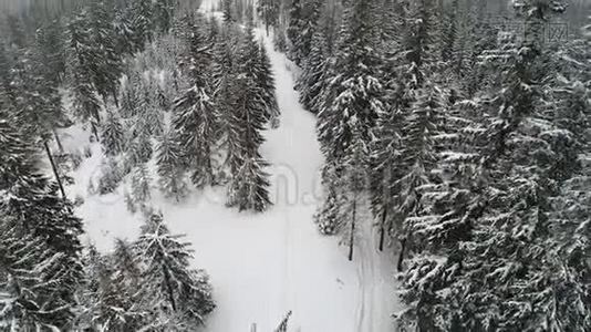 茂密的老云杉树生长在雪坡上视频