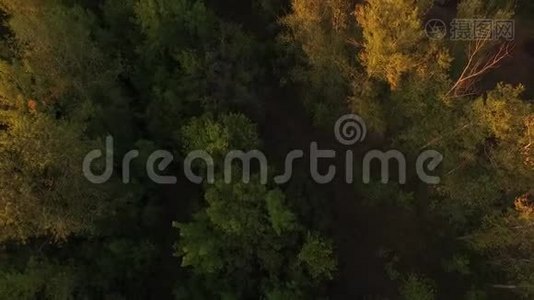 空中无人驾驶飞机飞过秋天的森林视频