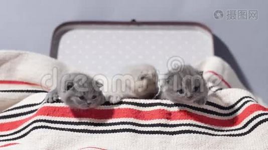 可爱的脸，刚出生的小猫在ca旅行箱视频