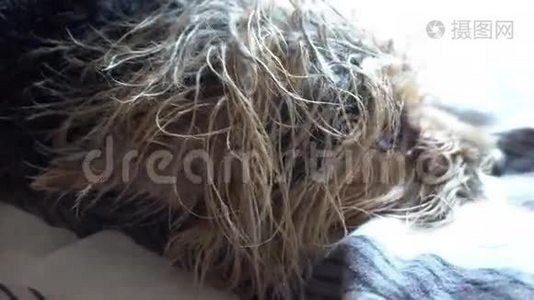 小约克郡猎犬睡在床上，人类`最好的朋友。 约克郡梗视频