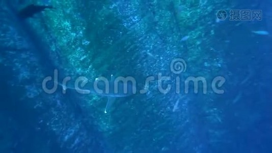 来自Revillagigedo群岛的Roca Partida岛上的海洋白鳍鲨视频