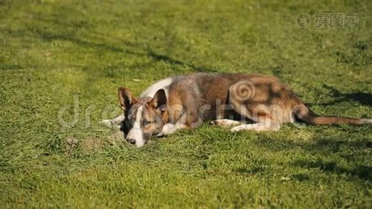 大狗睡觉和醒来视频