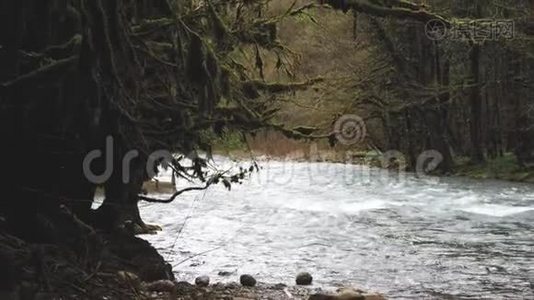 在有石头的山河中快速的水流。 来自冰川的新鲜冷水。 自然景观与树木视频