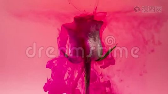 五颜六色的水滴落在粉红色背景下美丽的白色玫瑰上。视频