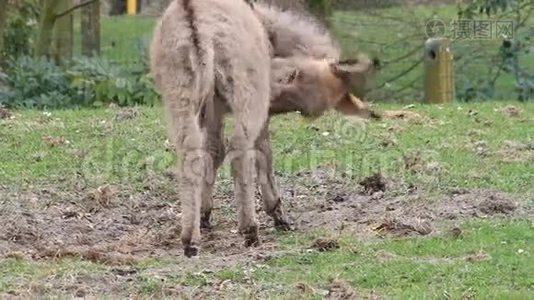 四月在草地上的驴子视频
