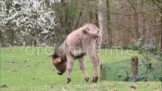四月在草地上的驴子视频