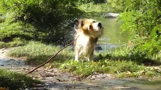 摇出威尔士科吉毛茸茸的狗视频