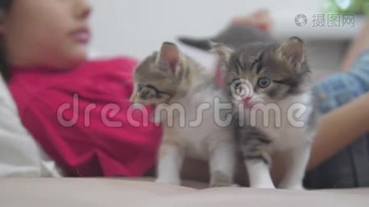 小女孩和黑白绒毛两只小猫躺在床上。 女孩猫抚摸小猫慢动作视频视频