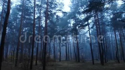 森林雾木树黑魔雾视频