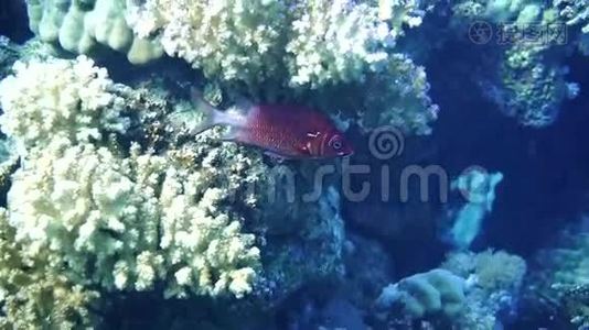 红鲷鱼视频