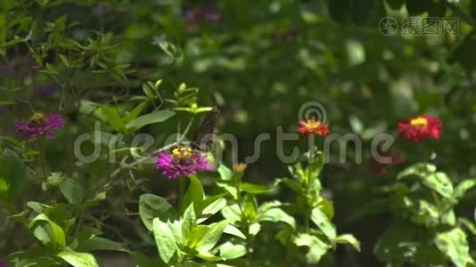 蝴蝶在盛开的花园里授粉夏花。 蝴蝶在开花的草地上采花蜜视频