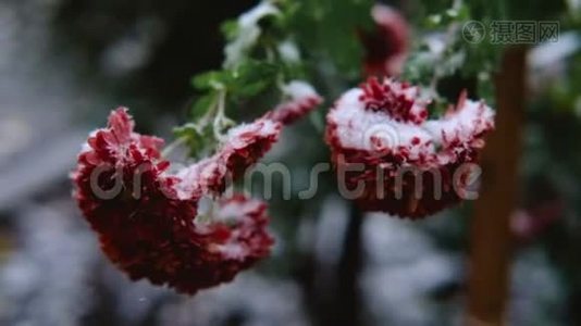雪下红叶红菊花.. 初雪，秋，春，初冬.. 动作缓慢。视频