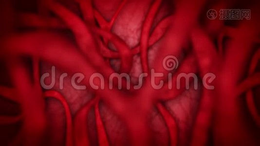 红色血管的人体心脏血管系统。 心跳动画。 医学概念。 静脉和动脉。 循环系统。 脉搏视频