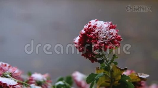 雪下红叶红菊花.. 初雪，秋，春，初冬.. 动作缓慢。视频