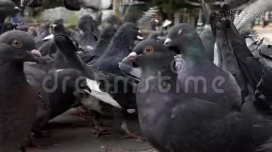 一朵灰色的鸽子云在邋遢的阳光广场上寻找粮食视频