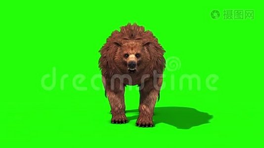 BrownBearDies正面绿色屏幕3D渲染动画视频
