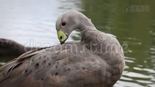 开普·巴伦鹅清理羽毛视频