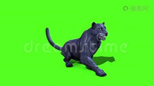 黑豹猫休息绿屏边3D渲染动画动物视频
