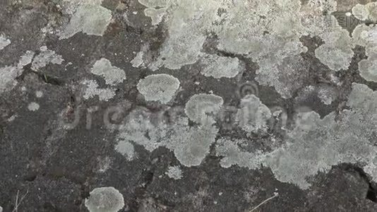 灰石覆盖地衣.. 由地衣覆盖的石头的特写视频