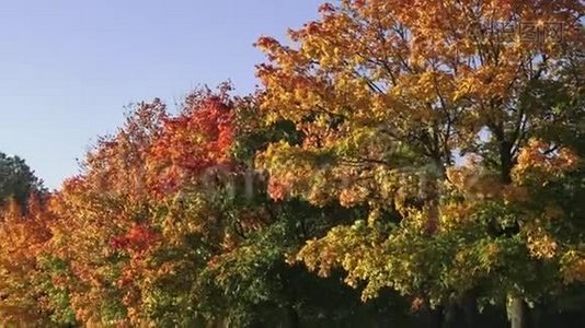 秋天的景色有金色的秋树和落叶。 小径两旁是秋树视频