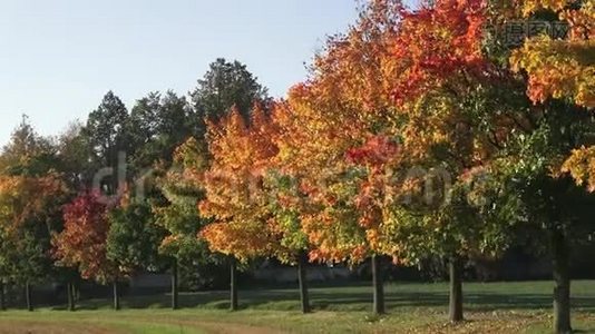秋天的景色有金色的秋树和落叶。 小径两旁是秋树视频