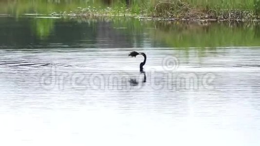 安欣嘉鸟在湖里吃鱼视频