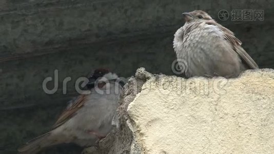 一对棕色的小鸟栖息在屋顶上视频