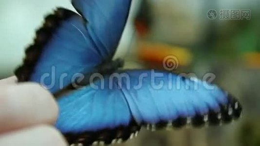 蓝色蝴蝶视频