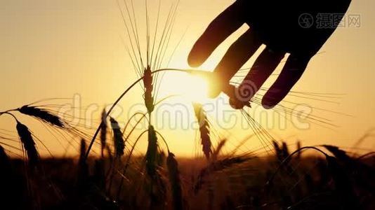 日落时穿过麦穗的人的手。视频