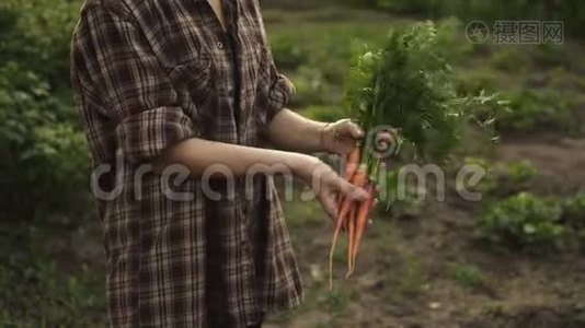 农民手里拿着一堆新鲜的有机胡萝卜蔬菜，在日落的光线下，生态农场里有水滴。视频