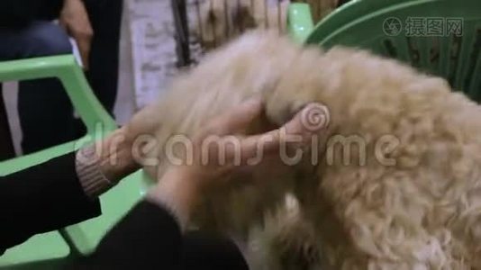 在宠物收容所里，一只软毛的麦森梗狗在它的同类收养者身上打着视频