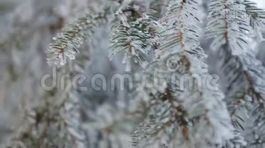 冬天的雪松树.. 圣诞场景。 满是霜冻仙境的岩枝。 树枝上的雪。 冬天的心情视频