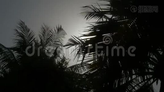 阳光下棕榈树的叶子。视频