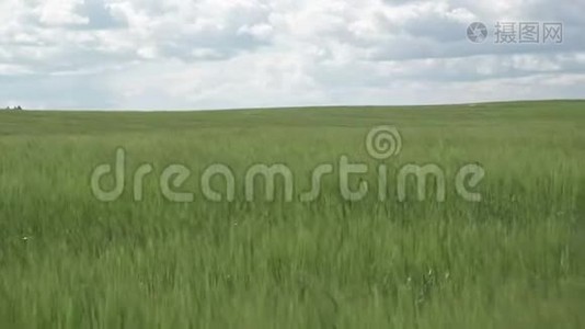 在蓝天的映衬下，一片麦田在风中飘荡，在康沃尔乡村视频