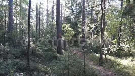 森林里阳光明媚的一天秋天的开始视频