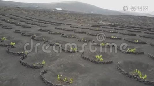 兰萨罗特黑火山土壤上的葡萄园。 在拉吉利亚葡萄酒种植的空中风景视频