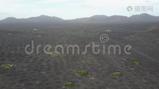 兰萨罗特黑火山土壤上的葡萄园。 在拉吉利亚葡萄酒种植的空中风景视频