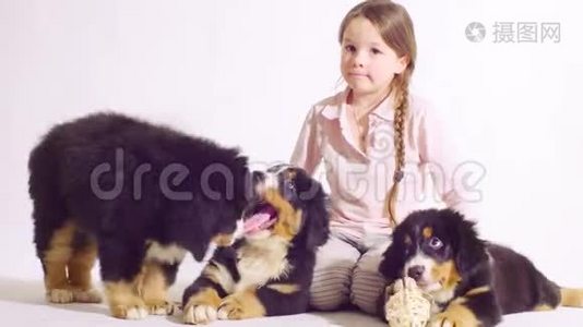 一只伯尔尼牧羊犬的女孩和三只小狗视频