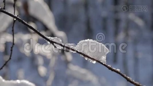 树枝上覆盖着新鲜的雪。视频