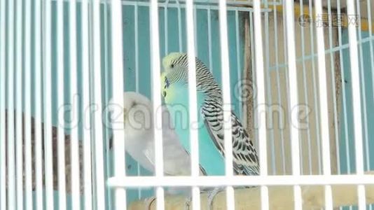 斑马鹦鹉在宠物市场的笼子里。视频