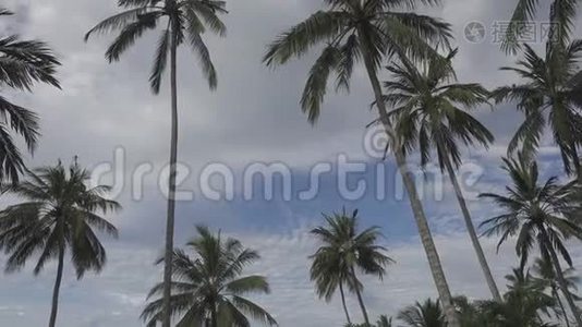 在热带度假胜地，夏季阳光明媚的一天，在蓝天和白云的背景下，棕榈树的底部景色视频