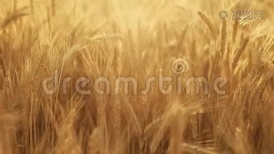 大麦或黑麦田与明亮的夏季阳光照耀背景。视频
