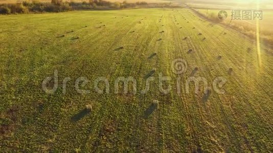 空中无人机4k视频观看一片绿野与圆形干草堆，干干草捆视频