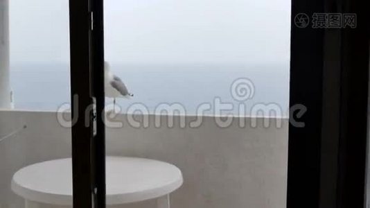 酒店阳台上的海鸥视频