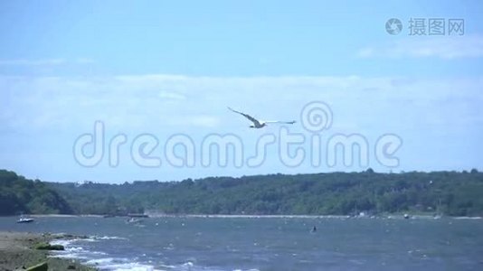 海鸥飞过水面视频