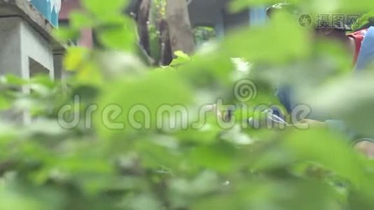 泰国男孩在花园里用剪刀剪绿色树枝，视频