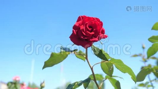玫瑰红花映蓝天.. 大自然的花朵，绿叶，美丽的花朵，生活方式视频