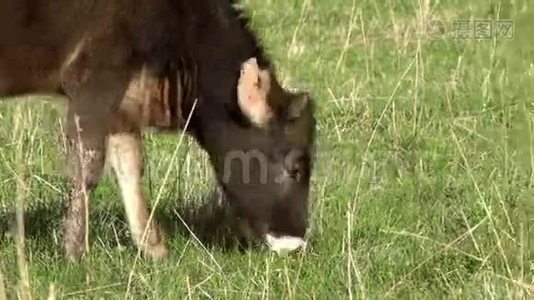 小牛在草地上视频