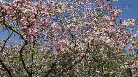 粉红玉兰树花瓣飘落下来.视频