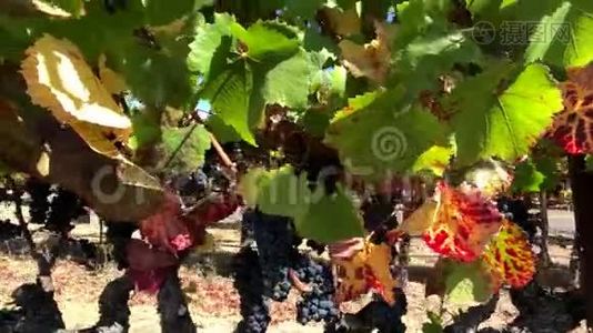 葡萄园里成熟的红葡萄视频